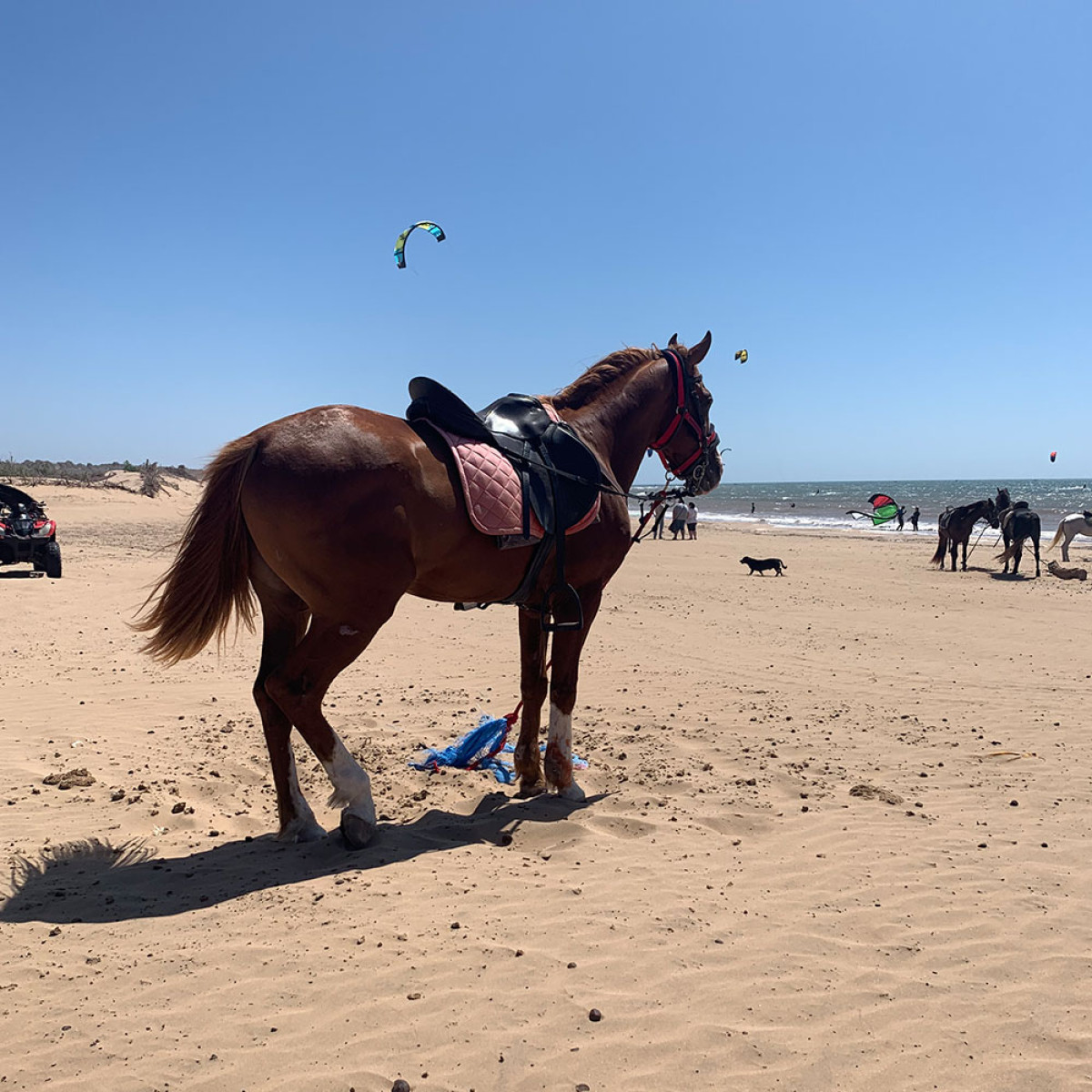Paardrijden langs de kust van Essaouira
